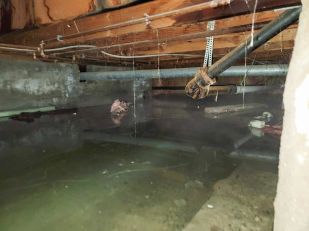 Best Professional water damage repair  in Honey Grove, TX