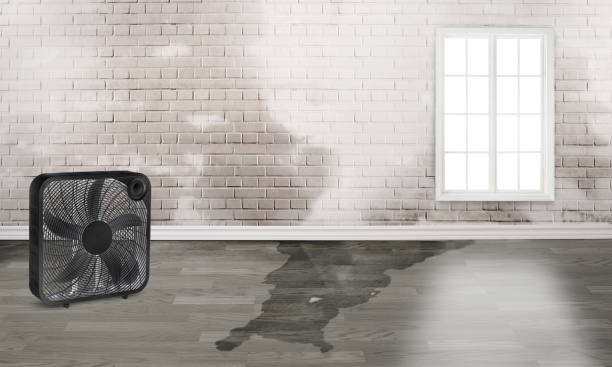Best Water damage restoration near me  in Honey Grove, TX